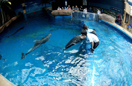 Dolphins trained to interact with autistic children