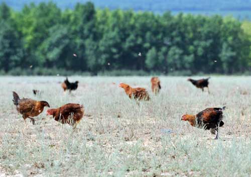 'Animal army' to protect the plains of Xinjiang