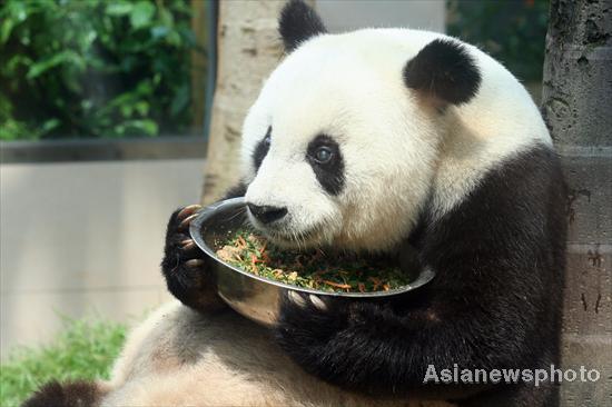 Giant panda celebrates 30