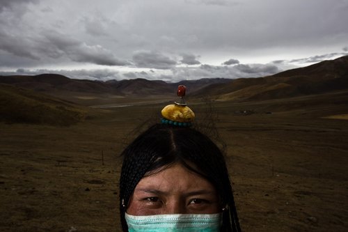 Tibetans searching for medicinal fungus