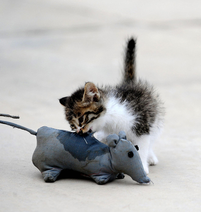 'Feline captain' and his 100 cats