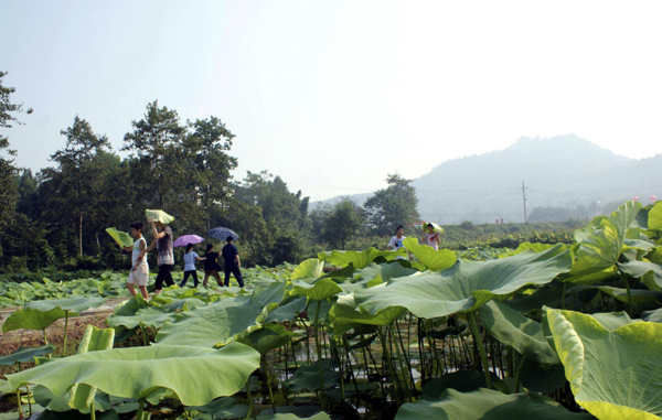 SW China city celebrates Lotus Festival