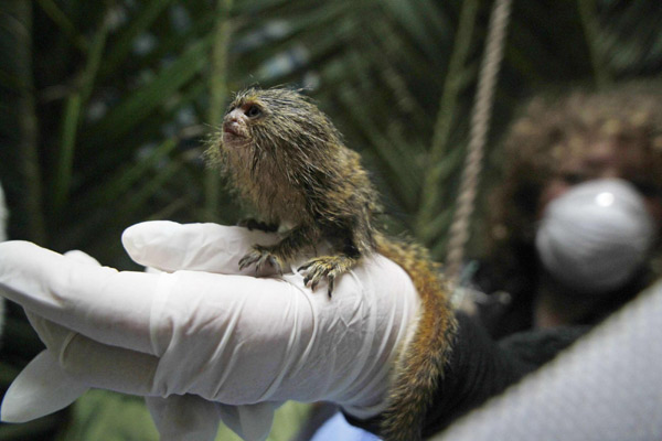 World's smallest monkey in danger of extinction