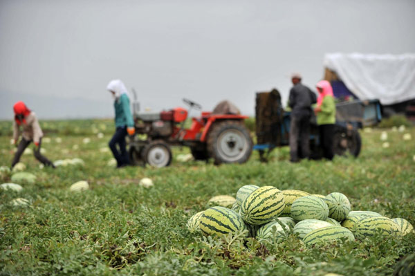 Watermelons thrive on gravel in NW China