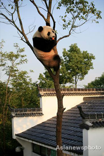 Pandas have fun in prolonged summer heat