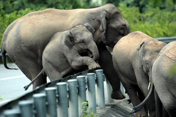 Wild elephants cross the road