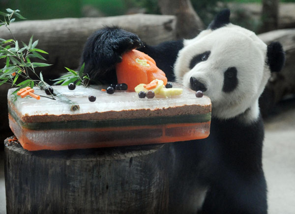 Panda pair celebrates birthday party in Taipei zoo