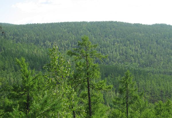 Autumn scenery in Moerdaoga National Forest Park