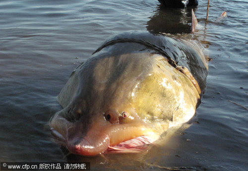 Massive 250-kg fish caught in river