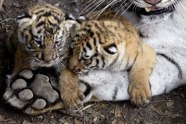 Cute tiger cubs and mother at animal refuge center