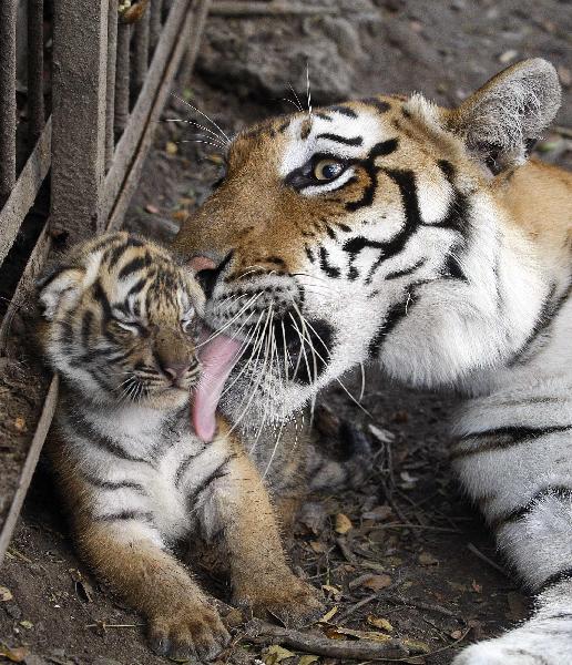 Cute tiger cubs and mother at animal refuge center