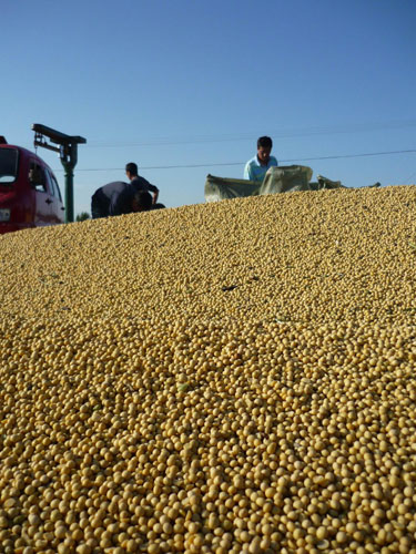 Good harvest is around China this autumn