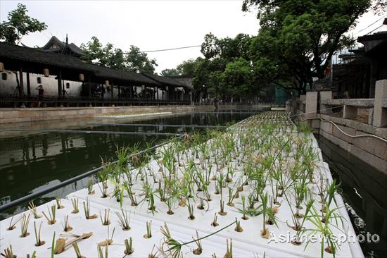 Plants growing on water help keep river clean