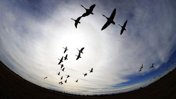 Wild geese return to the sky