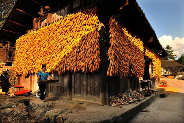 Guizhou sees good corn harvest