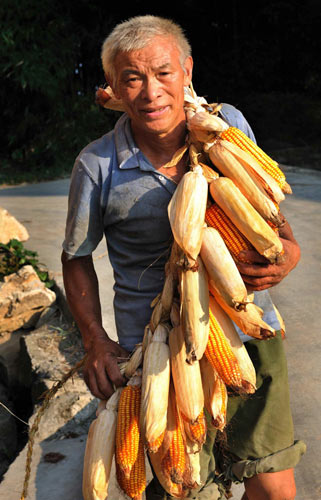 Guizhou sees good corn harvest