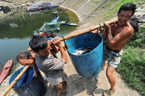 Fish bearers carry family hopes on their backs