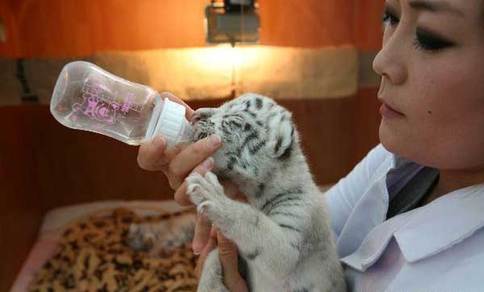 Two pairs of tiger cubs born in NE China zoo