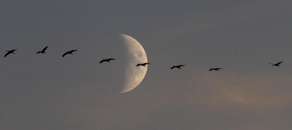 Migrating cranes