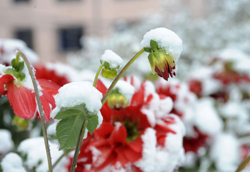 Cold air sweeps Northeast China