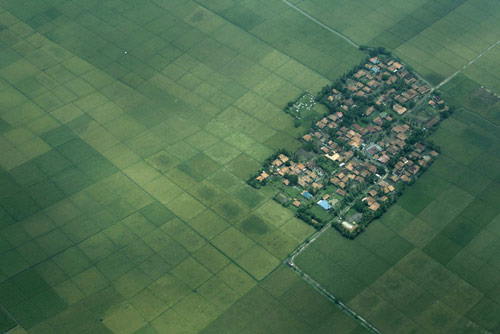 Paddy field in Indonesia