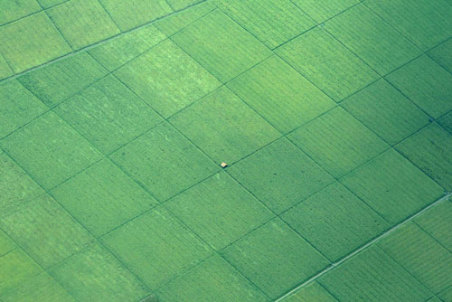 Paddy field in Indonesia