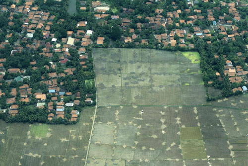 Paddy field in Indonesia