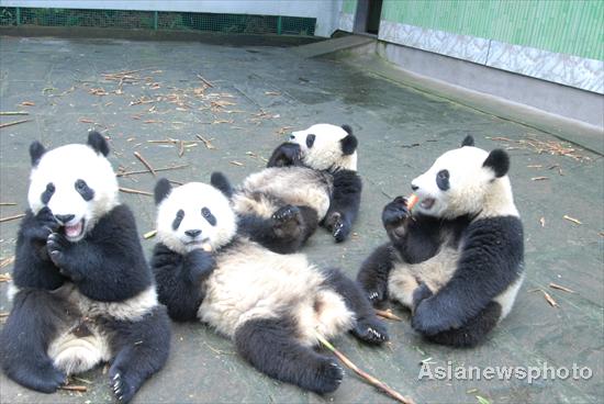 Six pandas arrive in Guangzhou for Asian Games