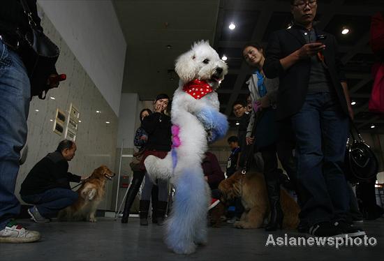 Pet dog show in Hubei province