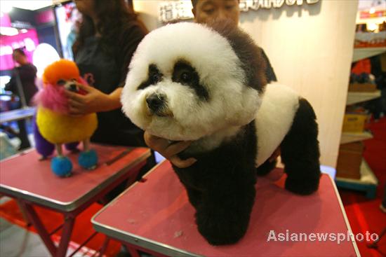 Pet dog show in Hubei province