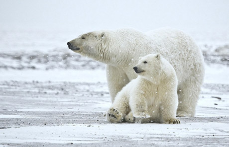 Polar bears vs grizzly bears