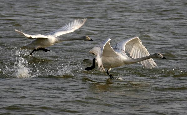 Swan paradise in N China's wetland