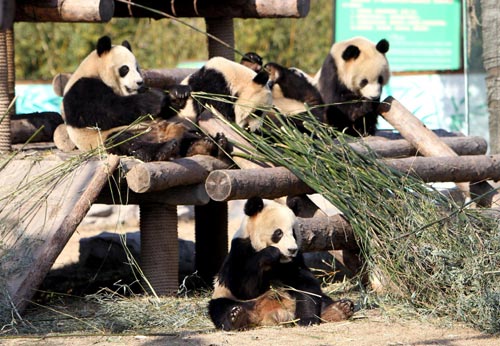 Expo's star pandas to stay