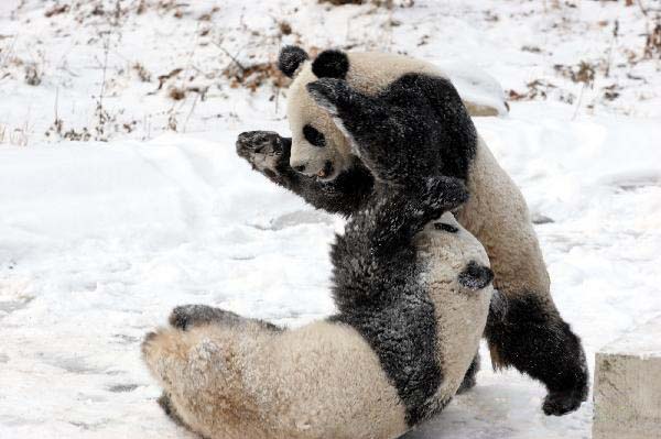 Giant pandas enjoy fun in snow