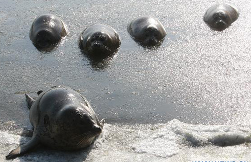 Harbor seals trapped by ice at E China bay
