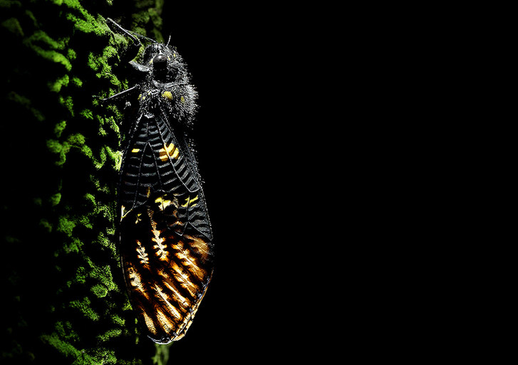 The world of cicadas - photos by Zhong Ming