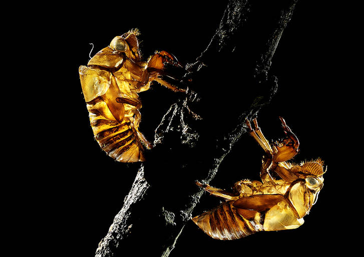 The world of cicadas - photos by Zhong Ming