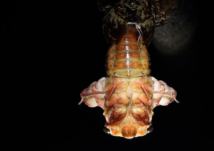 The world of cicadas - photos by Zhong Ming