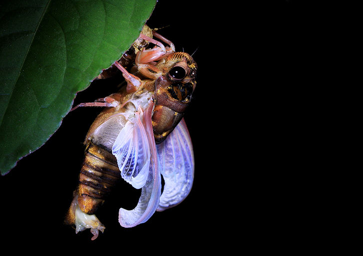 The world of cicadas - photos by Zhong Ming