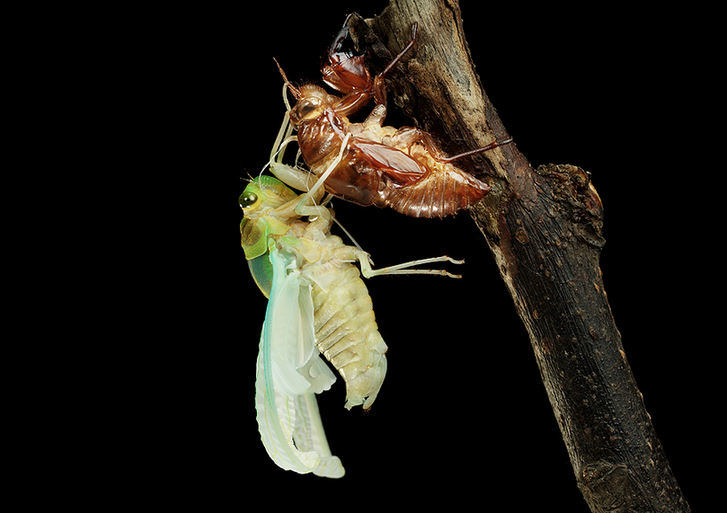 The world of cicadas - photos by Zhong Ming