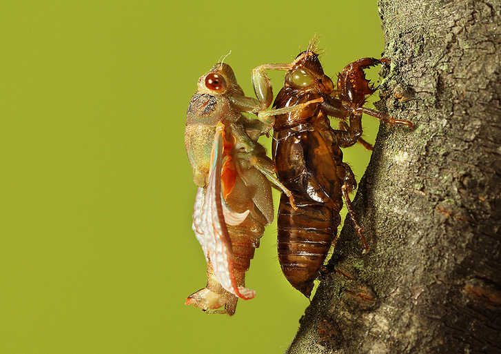 The world of cicadas - photos by Zhong Ming