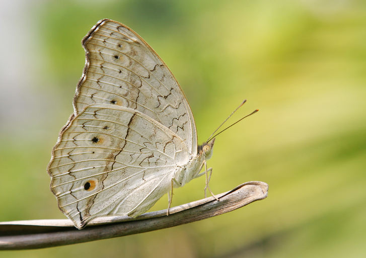 Feast for butterfly lovers - photos by Zhong Ming