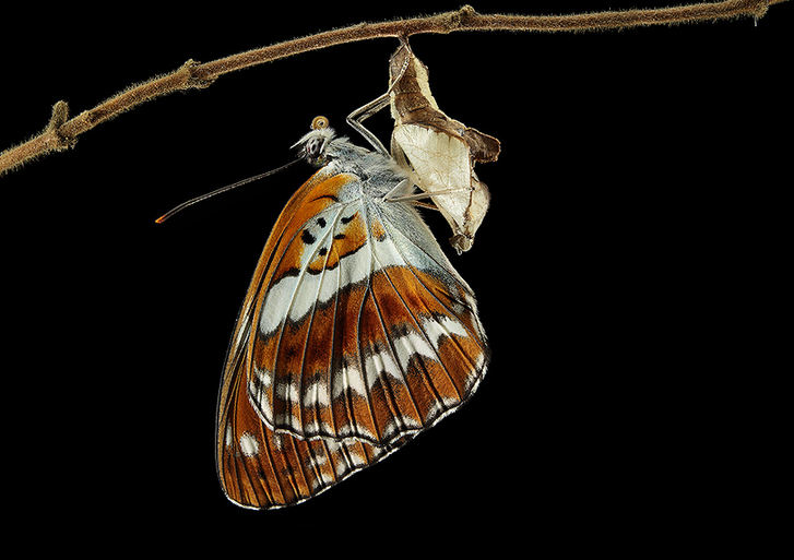 Feast for butterfly lovers - photos by Zhong Ming