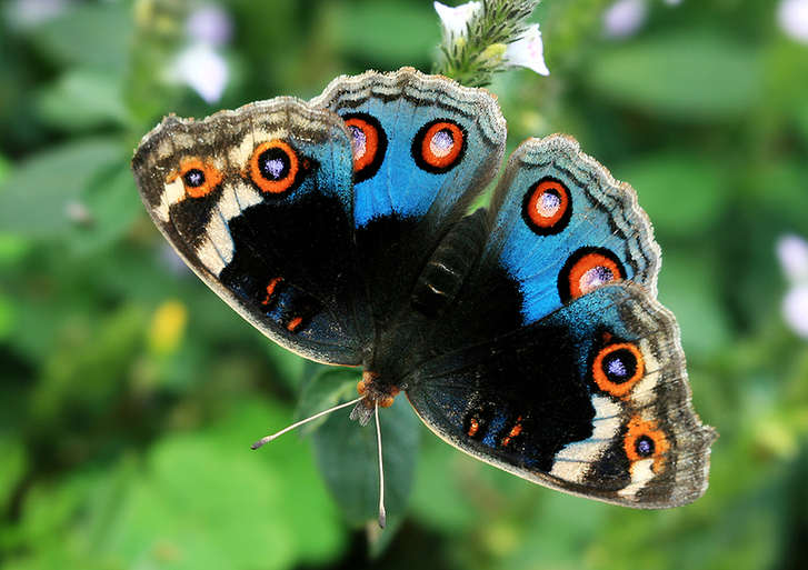 Feast for butterfly lovers - photos by Zhong Ming