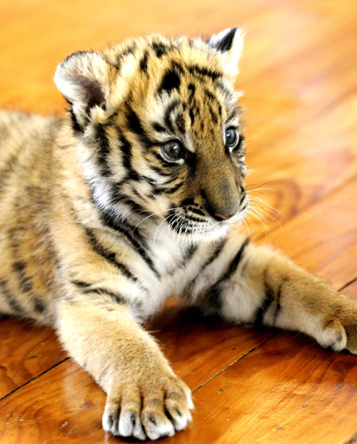 South China tiger cub awaits new name