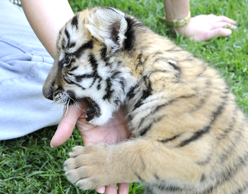 South China tiger cub awaits new name