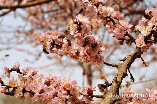 Apricot trees in blossom in spring