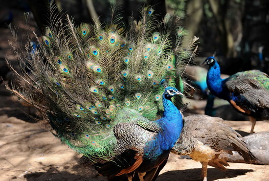 Cocky peacocks