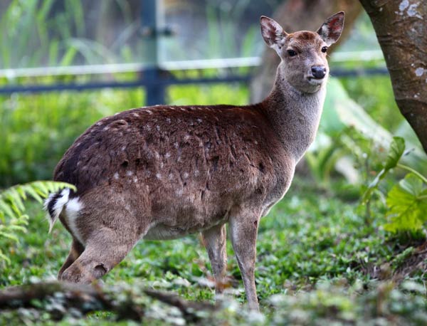 Taiwan children to zoo animals: Bon voyage!