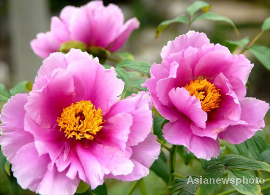 Peonies in full bloom in E China